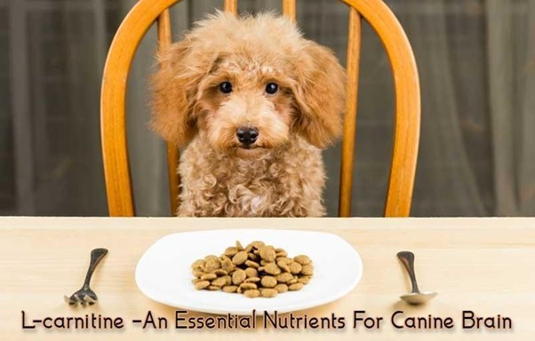 An Essential Nutrients For Canine Brain