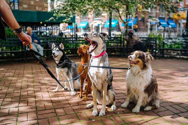 Asking the potential dog walker for a trial run