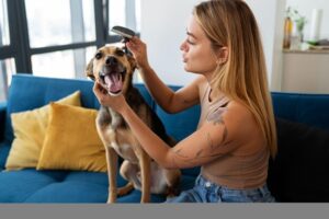 Brush your dog coat regularly