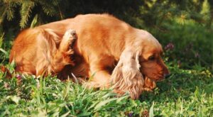 Common Skin Problems in Dogs