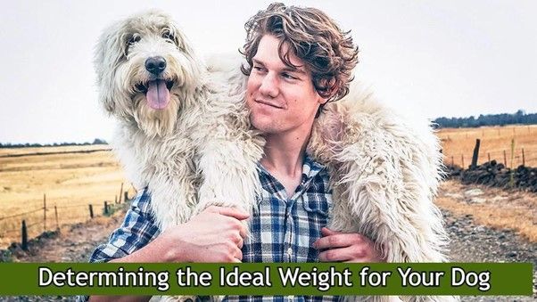 Determining the Ideal Weight for Your Dog