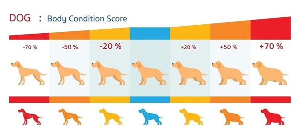 Dog Body Condition Score