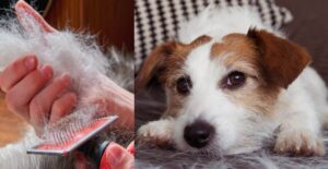 Dog Shedding