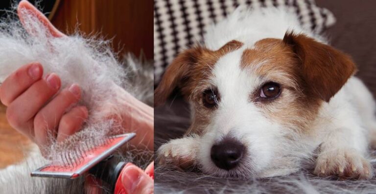 Read more about the article What Causes Dog’s Shedding & How To Address It