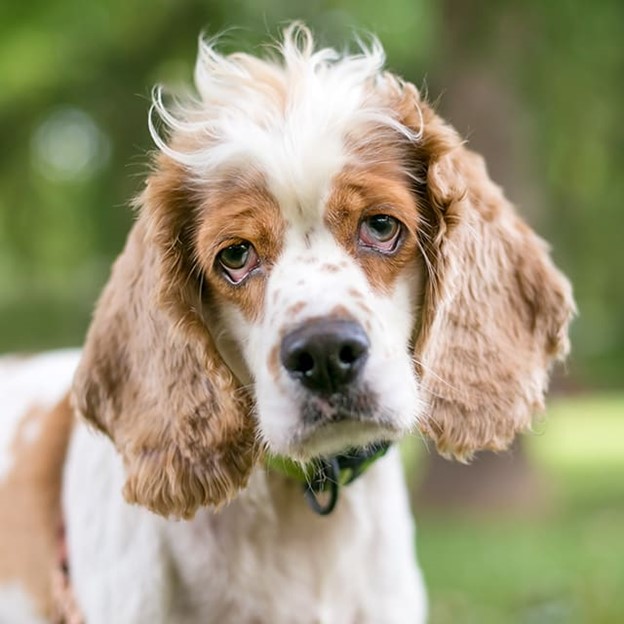 Dog suffering from Ectropion