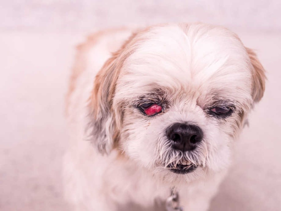 Dog with Allergic Conjunctivitis