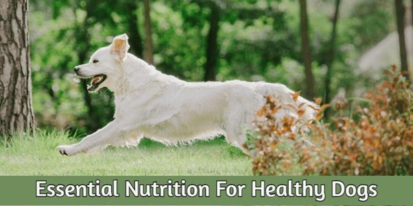 Essential Nutrition for Healthy Dogs