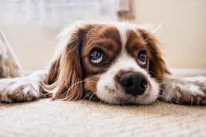 Eye Disorders in Dogs