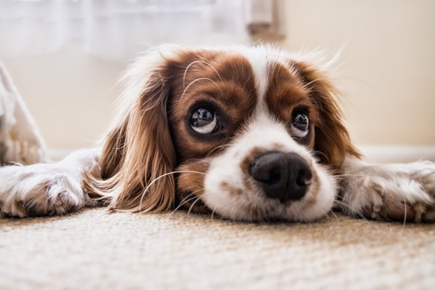 Read more about the article Common Eye Disorders in Dogs and How To Treat Them