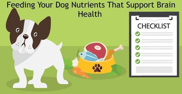 Feeding Your Dog Nutrients That Support Brain Health