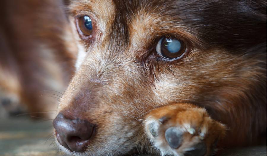 Glaucoma in Dog