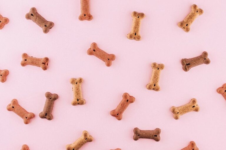 Read more about the article Grain vs. Grain-Free Dog Food: Which is best for your pup?