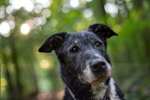 Helping your senior dogs live their best