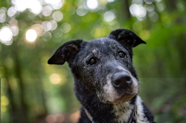 Read more about the article Common Health Problems in Senior Dogs and How to Address Them