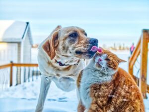 How To Successfully Introduce a New Pet to Your Dog