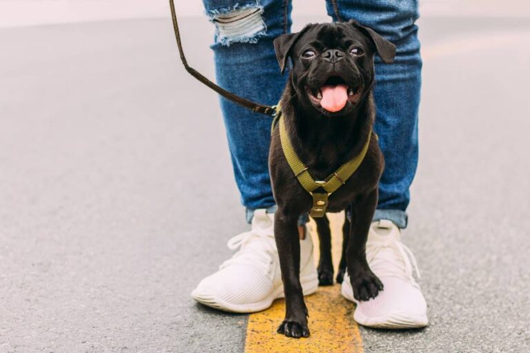 Read more about the article How Often Do You Walk Your Dog?