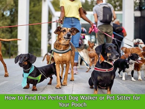 How to Find the Perfect Dog Walker or Pet Sitter for Your Pooch