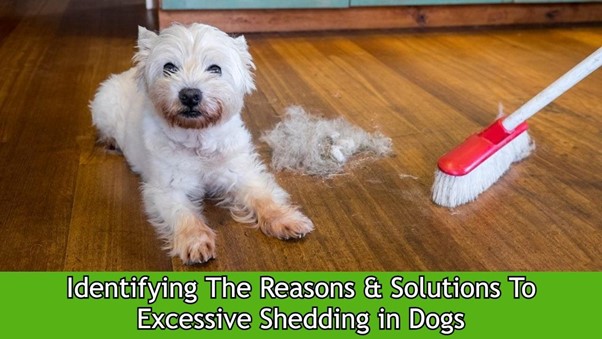 Identifying the Reasons & Solutions to Excessive Shedding in Dogs