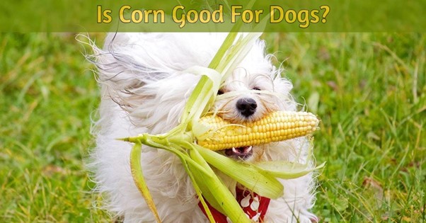 Is Corn Good for Dogs