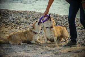Keep your dog mentally stimulated