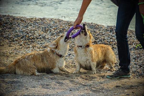 Read more about the article How to Keep Your Dog Mentally Stimulated And Entertained