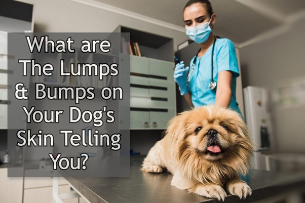 Lumps & Bumps on Your Dog's Skin