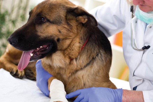 Read more about the article Musculoskeletal Disorders (MSD) in Dogs: Signs, Causes, Diagnosis & Treatment