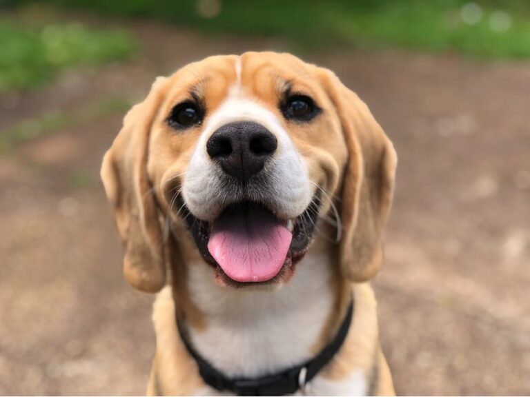 Read more about the article A Nutritional Guide For Dog’s Cognitive Health