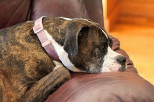 Separation Anxiety in Dogs