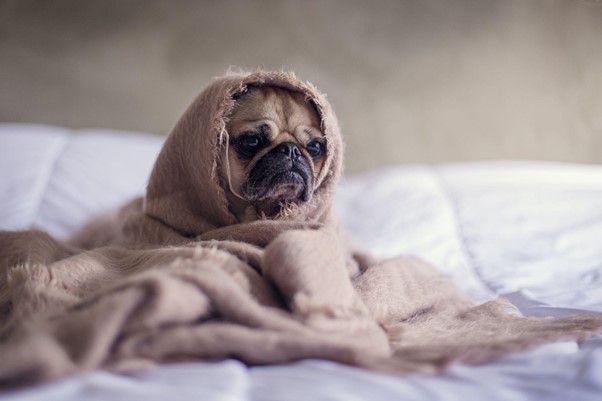 Stress & Anxiety in Dogs
