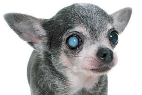 Sudden acquired retinal degeneration syndrome in dogs