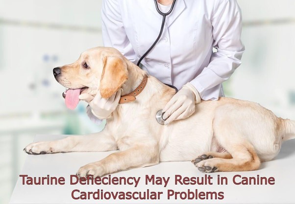 Taurine Defieciency May Result in Canine Cardiovascular Problems