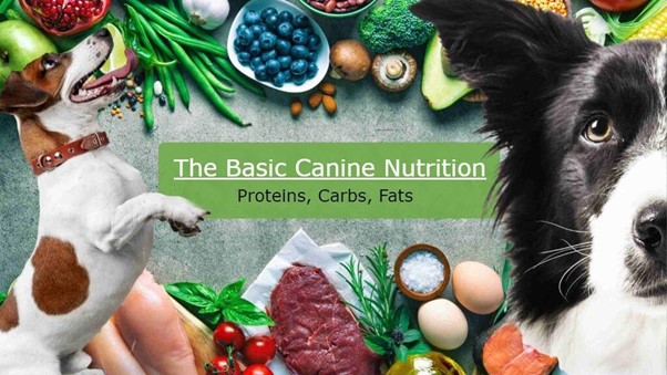 The Basic Canine Nutrition