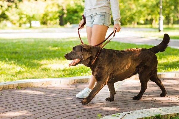 Treating Separation Anxiety in Dogs