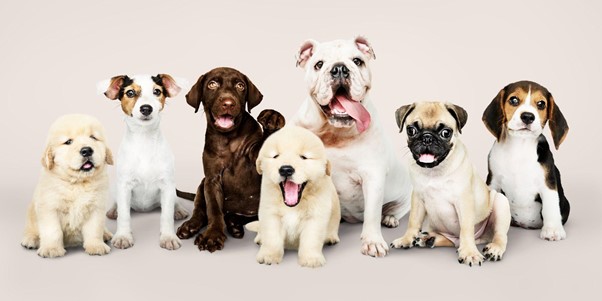 What To Expect During A Vet Visit