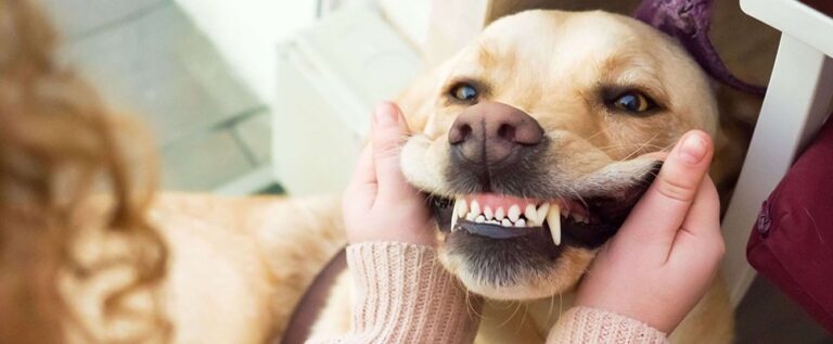 Read more about the article How To Maintain Good Dental Health in Dogs