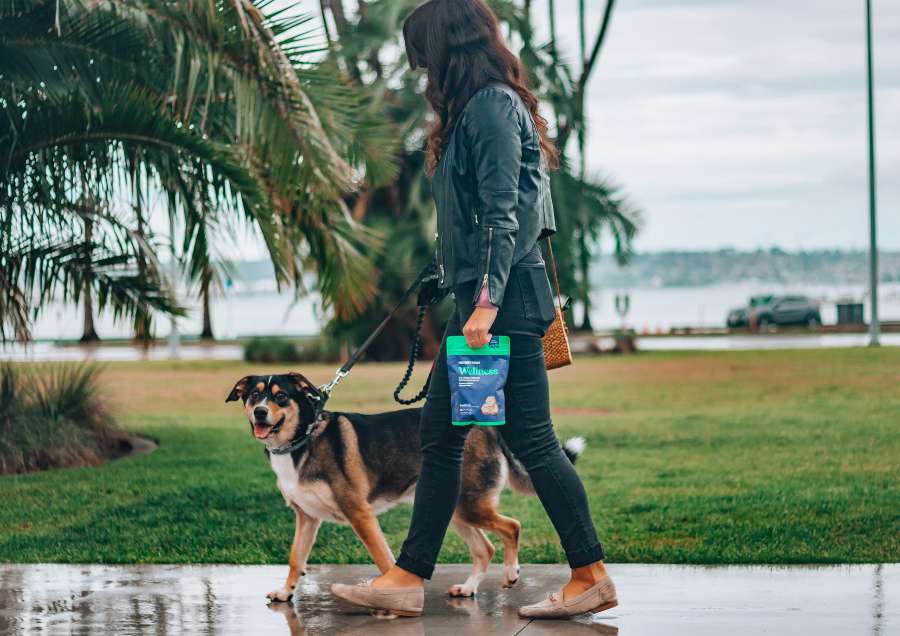 Read more about the article How To Choose A Dog Walker or Pet Sitter