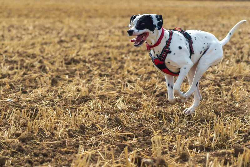 dog exercise