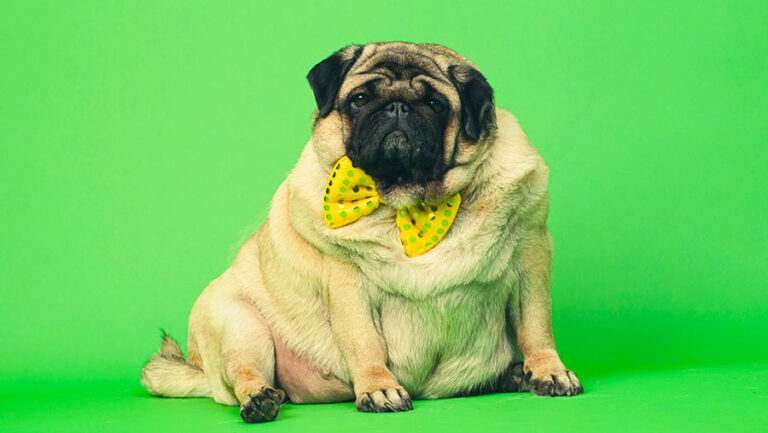 Read more about the article Help Your Furry Friend Get Fit: Understanding and Overcoming Dog Obesity