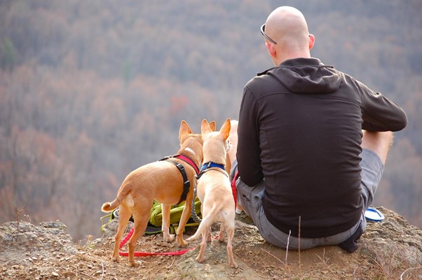 hiking and backpacking with your dogs