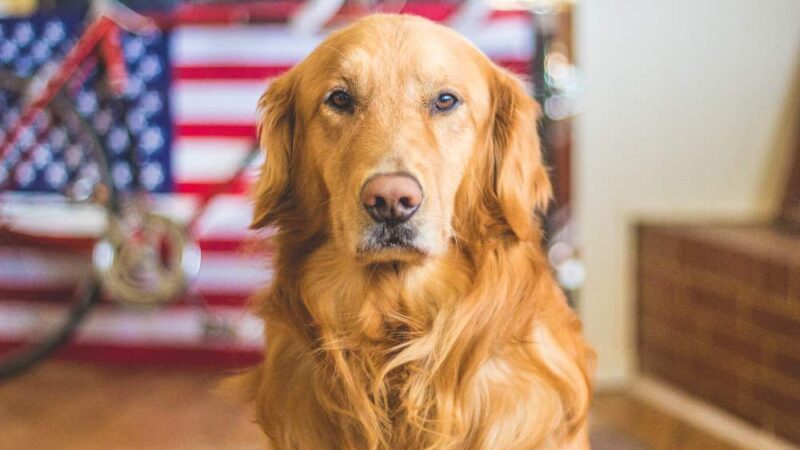 identify if dog has arthritis