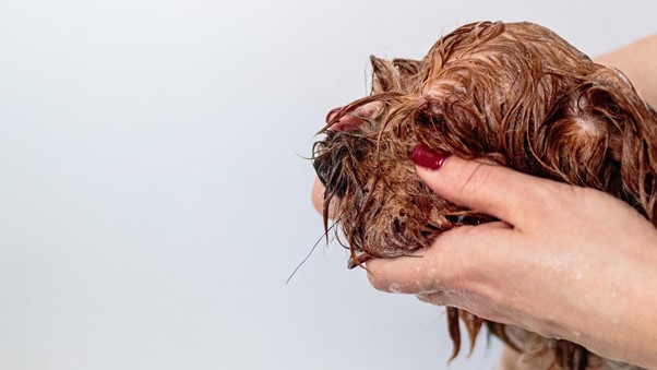 selecting shampoo for your dog