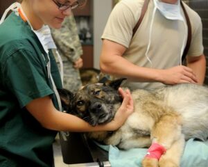 treating dog arthritis