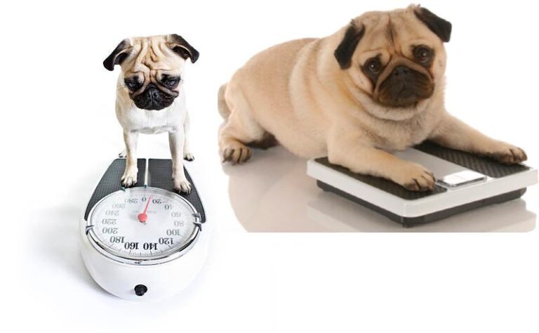Read more about the article Determining the Ideal Weight for Your Dog