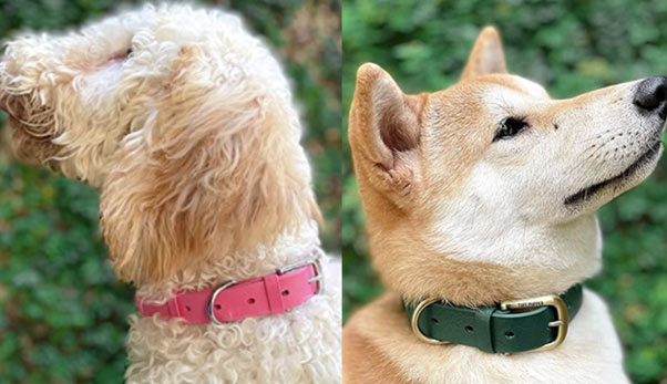 Dog-Buckle-Collars