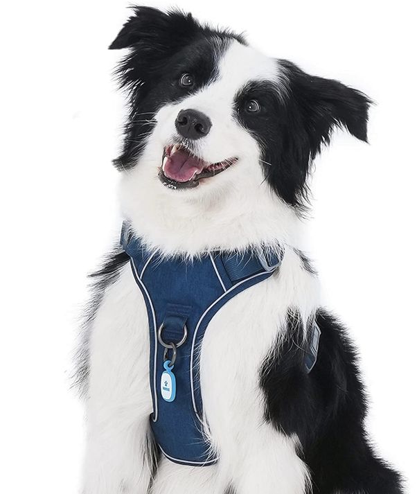 Front-Clip Harnesses