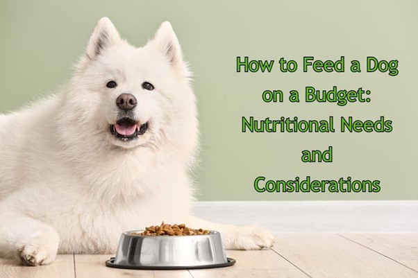 How To Feed a Dog on a Budget