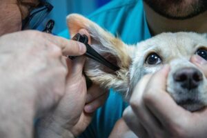 Redness around the ears may indicate ear infection