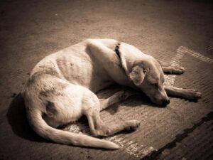 Signs-and-Symptoms-of-Kidney-Disease-in-Dogs