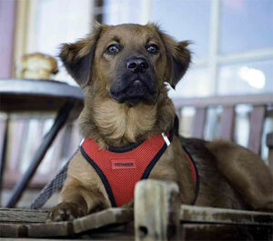 Step-in harness